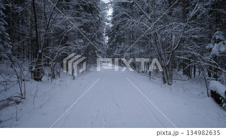 Silent Snowcovered Forest Pathway, Tranquil Snowblanketed Trail Surrounded By Towering Pine Trees, Peaceful Winter Landscape Featuring Narrow Trail Flanked By Majestic Pine Trees 134982635