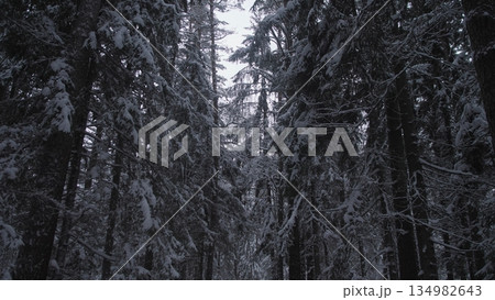 Overcast Woods With Towering Tree Silhouettes, Darkened Woods Featuring Majestic Trees Beneath Cloudy Heavens, Wintry Forest With Silent Tall Trees Reaching Up Into Gloomy Overcast Skies 134982643