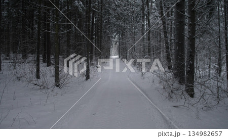 Quiet Winter Path With Pine Trees, Peaceful Snowlined Walkway Surrounded By Pine Woods, Tranquil Winter Pathway Flanked By Frosted Pine Trees Creating Sense Of Peace And Order Quiet Winter Path With Pine Trees, Peaceful Snowlined Walkway Surrounded By Pine Woods, Tranquil Winter Pathway Flanked By Frosted Pine Trees Creating Sense Of Peace And Order 134982657