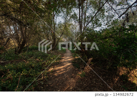 A gloomy landscape of overgrown bushes and a path covered with leaves. 134982672