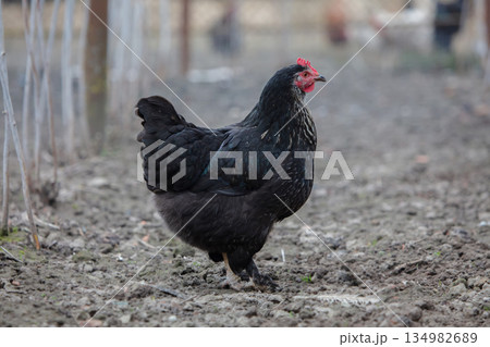 A black chicken walks on the ground. A black chicken walks on the ground. 134982689