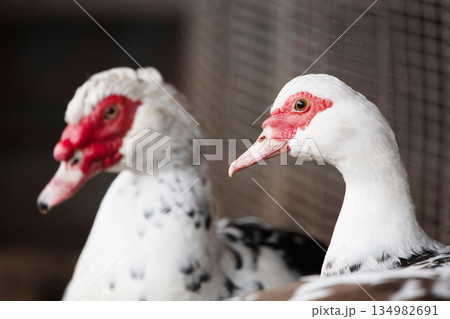 Two domestic Muscovy ducks close-up. 134982691