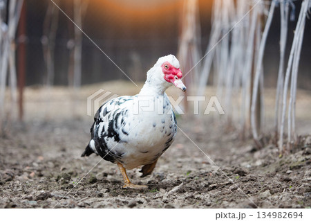 A close-up of a speckled Muscovy duck walking on the ground. 134982694