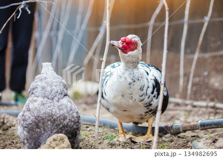 Poultry farm. A Muscovy duck is walking around the garden. Poultry farm. A Muscovy duck is walking around the garden. 134982695