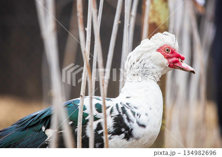 Poultry farm. Muscovy duck among branches close-up. Poultry farm. Muscovy duck among branches close-up. 134982696