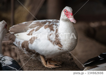 Poultry farm. Muscovy duck close-up in the poultry house. Poultry farm. Muscovy duck close-up in the poultry house. 134982698