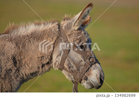 Close-up of a gray donkey's face against a pasture background. Close-up of a gray donkey's face against a pasture background. 134982699
