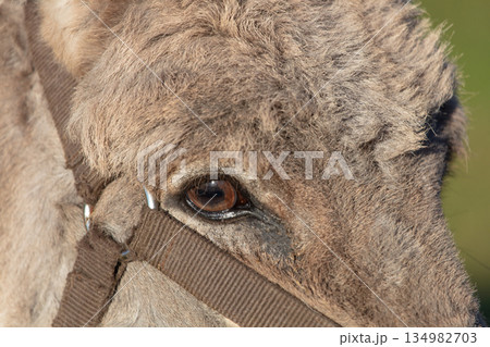 Donkey's face close-up. Brown eye looks into the camera. 134982703