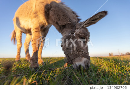 A grey donkey grazes against a green meadow and blue sky. Wide angle view. 134982706