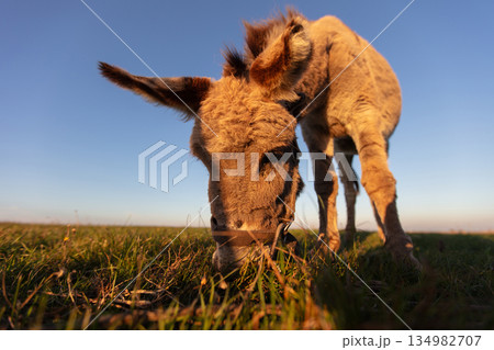 A grey donkey grazes against a green meadow and blue sky. Wide angle view. 134982707