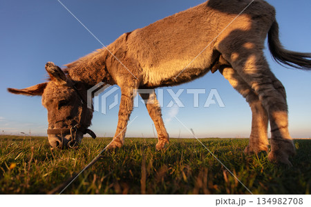 A grey donkey grazes against the backdrop of a green meadow and blue sky. 134982708
