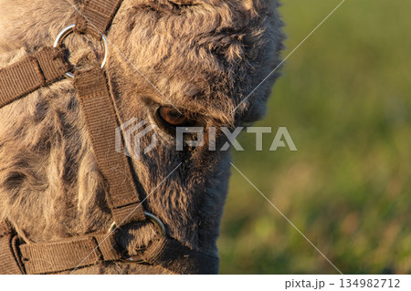 Close-up of the muzzle of a grey shaggy donkey. Close-up of the muzzle of a grey shaggy donkey. 134982712