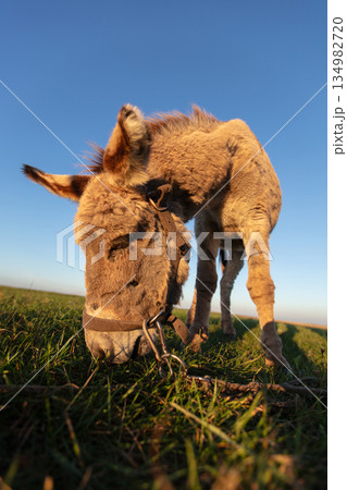 The muzzle of a gray shaggy donkey, close-up, with a wide-angle lens. 134982720
