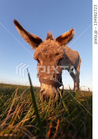 The muzzle of a gray shaggy donkey, close-up, with a wide-angle lens. 134982723