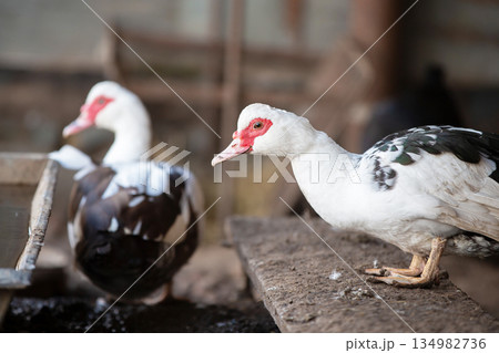 Two ducks are standing on a wooden bench. One duck is white and black, and the other is brown and white 134982736