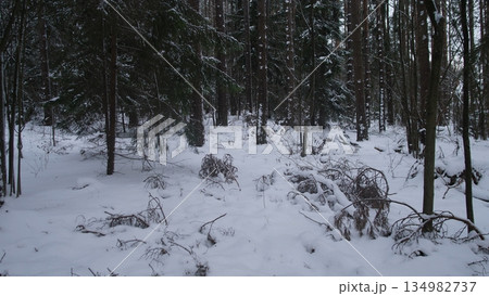 White Landscape Featuring Shrubs And Fallen Branches, Winter Time Forest Floor With Quiet Animals And Snow Layer, Thick Snow Draped Undergrowth In Forested Area Housing Winter Wildlife White Landscape Featuring Shrubs And Fallen Branches, Winter Time Forest Floor With Quiet Animals And Snow Layer, Thick Snow Draped Undergrowth In Forested Area Housing Winter Wildlife 134982737
