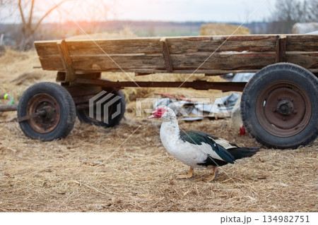 A turkey stands near a wooden retro cart against the backdrop of the setting sun. A turkey stands near a wooden retro cart against the backdrop of the setting sun. 134982751