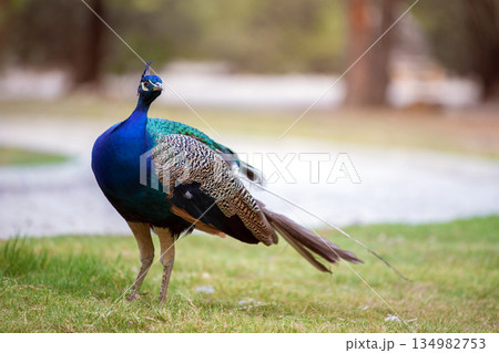 A blue and green peacock walks on the grass. 134982753