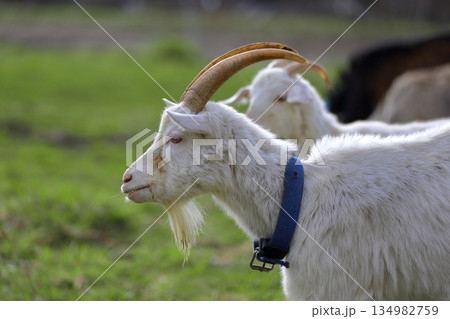 A close-up of a black goat with horns on a green meadow. 134982759