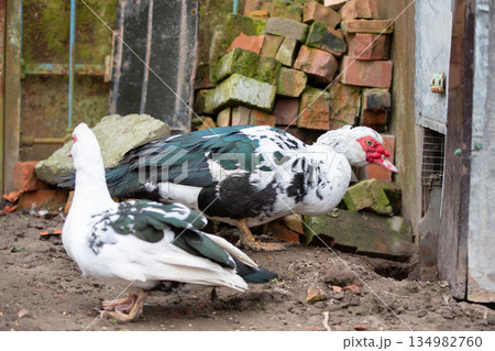 Birds on a farm. Close-up of Muscovy ducks grazing on the ground against the backdrop of old buildings. Birds on a farm. Close-up of Muscovy ducks grazing on the ground against the backdrop of old buildings. 134982760