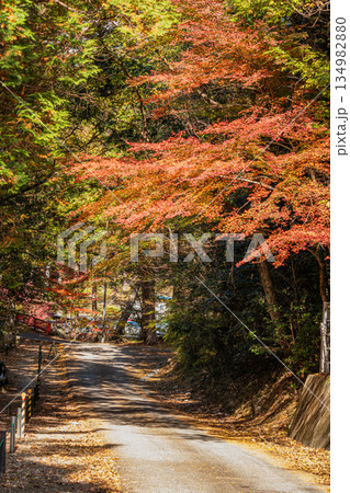 新城市の愛知県民の森の風景(愛知県) 134982880