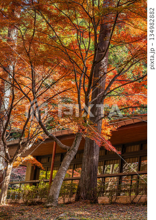 新城市の愛知県民の森の風景(愛知県) 134982882