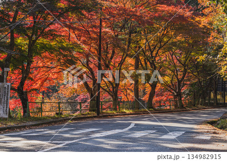 新城市の愛知県民の森の風景(愛知県) 134982915