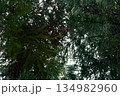 森の中から見える景色 134982960