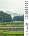 霧がかかる田んぼ 134982962