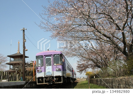 桜満開の中を走る電車 134982980