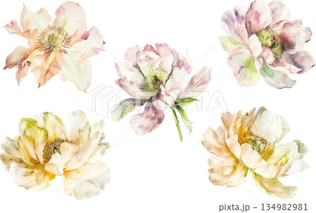 白背景に隔離された美しいシャクヤクの水彩画イラストセット、優雅な花のデザイン素材 134982981