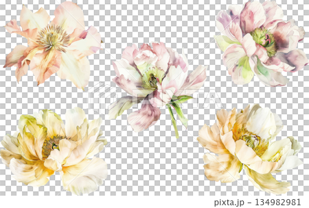 白背景に隔離された美しいシャクヤクの水彩画イラストセット、優雅な花のデザイン素材 134982981