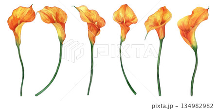 白背景に隔離されたオレンジ色のカラーリリーの水彩画イラストセット、優雅な花のデザイン素材 134982982