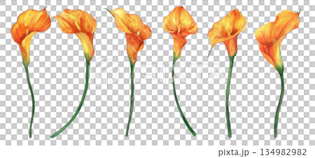 白背景に隔離されたオレンジ色のカラーリリーの水彩画イラストセット、優雅な花のデザイン素材 134982982
