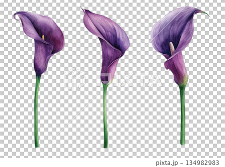 Watercolor illustration set of purple calla lilies isolated on white background, elegant floral design elements 134982983