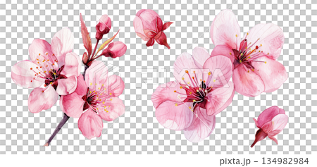 Watercolor illustration set of cherry blossom flowers and buds isolated on white background, spring design material 134982984