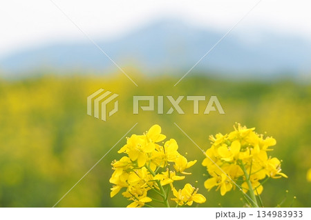 菜の花畑に咲く菜の花 134983933