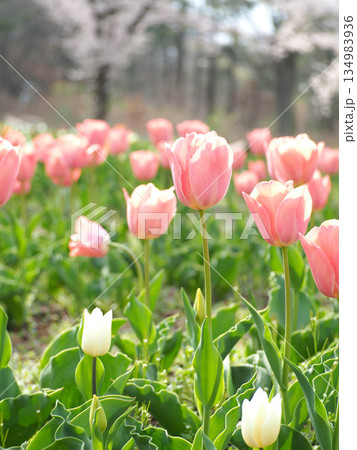 春の花壇に咲くピンク色のチューリップ 春の花壇に咲くピンク色のチューリップ 134983936