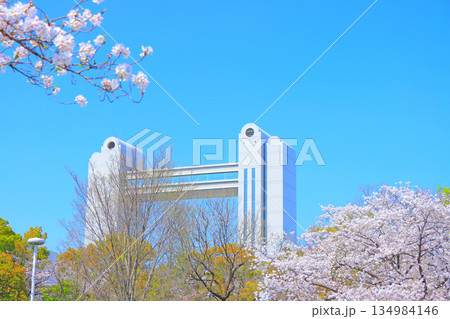 春の愛知県名古屋市、満開の桜と名古屋国際会議場の風景 134984146