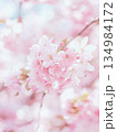 満開の桜　花びら 134984172