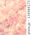 満開の桜　花びら 134984173