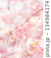 満開の桜　花びら 134984174