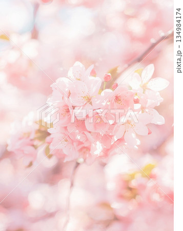 満開の桜　花びら 134984174