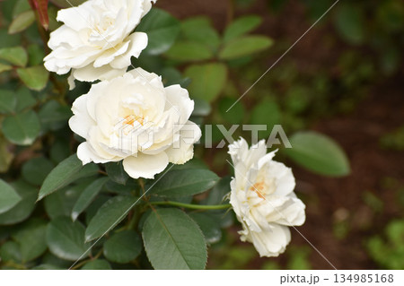 秋のバラ園に咲く白いバラ 134985168
