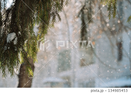 Snowfall with fir branches and blurred winter background 134985453