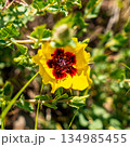 Yellow wildflower with a red center against green foliage in the mountains of Kazakhstan 134985455