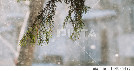 Panoramic winter background with fir branches and falling snow 134985457