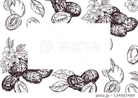 Vector illustration of fruits. Hand drawn vintage style frame with plum and prune fruit, leaves and blossoming flowers. Botanical natural food border sketch illustration. Vector illustration 134985499