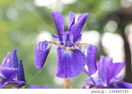 紫色の花 紫色の花 134985543