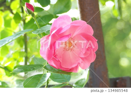 ピンクのバラの花 134985548